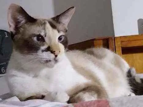 Gato ra a Srd idade 2 anos nome Clarinha