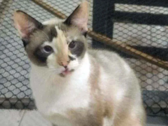 Gato ra a Srd idade 2 anos nome Clarinha