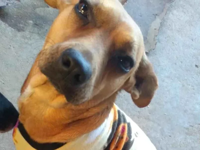 Cachorro ra a Vira Lata idade 2 anos nome Luna