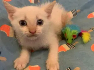Gato raça SRD idade 2 a 6 meses nome BOO