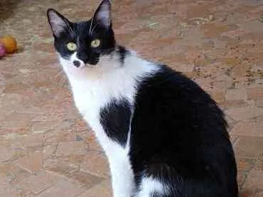 Gato raça Srd idade 2 anos nome Sarinha