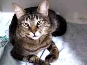 Gato raça Srd idade 4 anos nome Raja