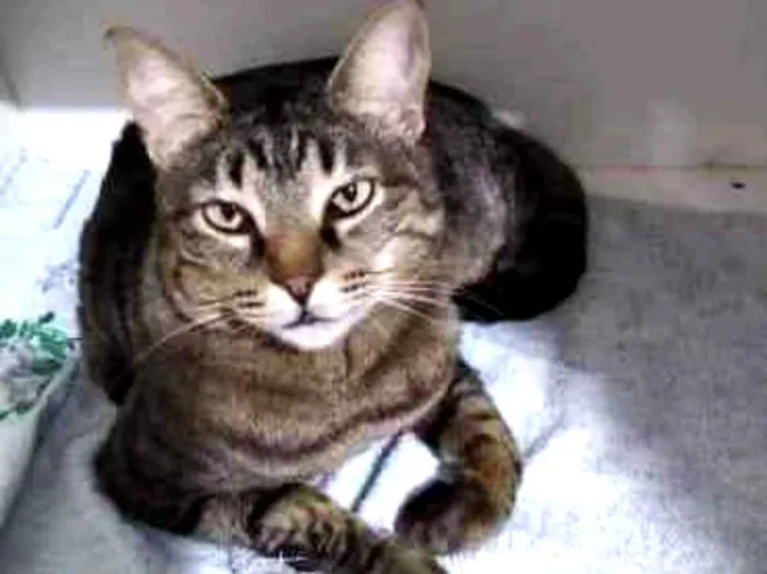 Gato raça Srd idade 4 anos nome Raja