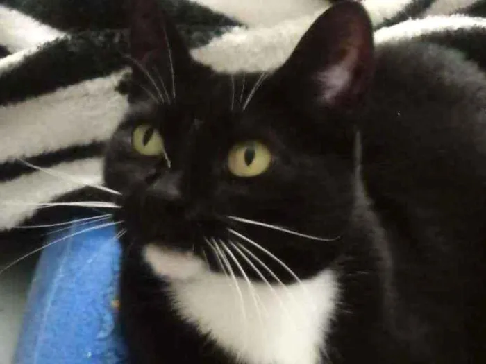 Gato raça Srd idade 4 anos nome Ariane