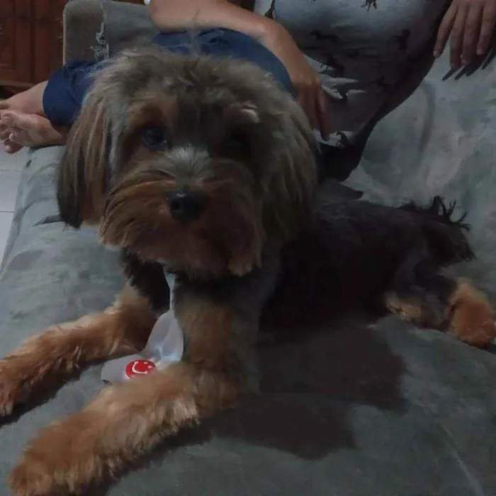 Cachorro raça Yorkshire idade 1 ano nome Raj