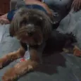 Raj
