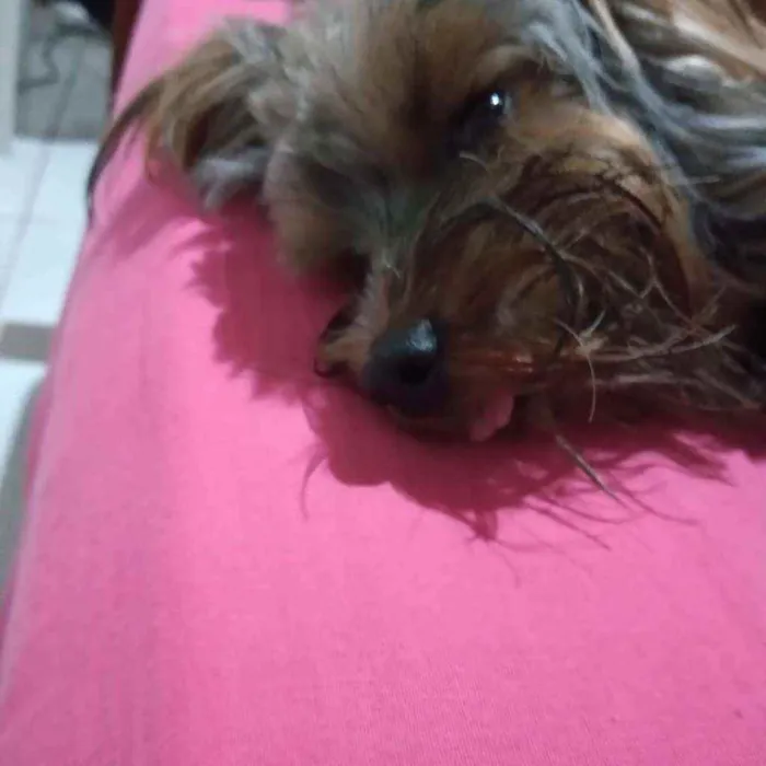 Cachorro raça Yorkshire idade 1 ano nome Raj