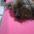 Raj