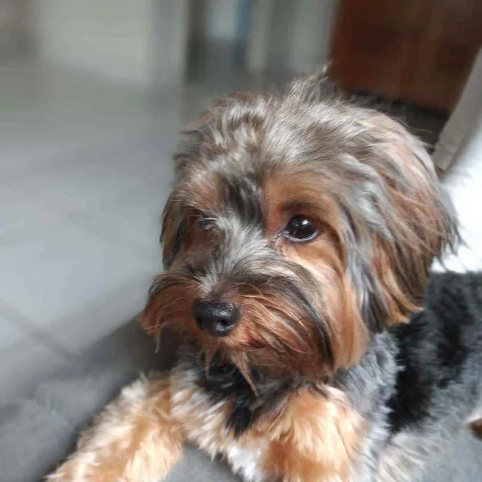 Cachorro raça Yorkshire idade 1 ano nome Raj