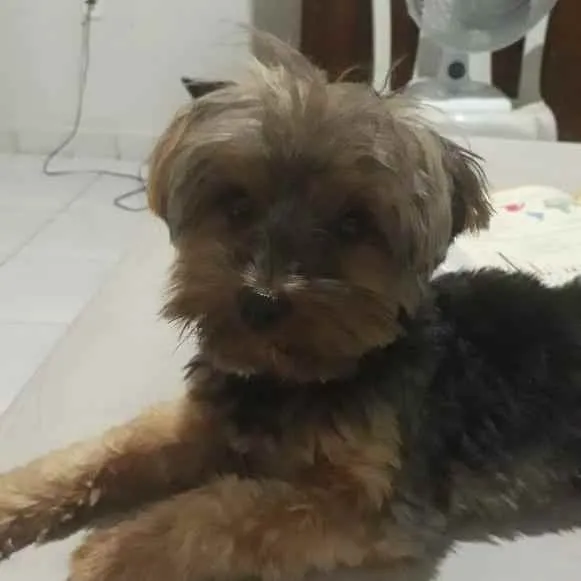 Cachorro raça Yorkshire idade 1 ano nome Raj