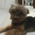 Raj