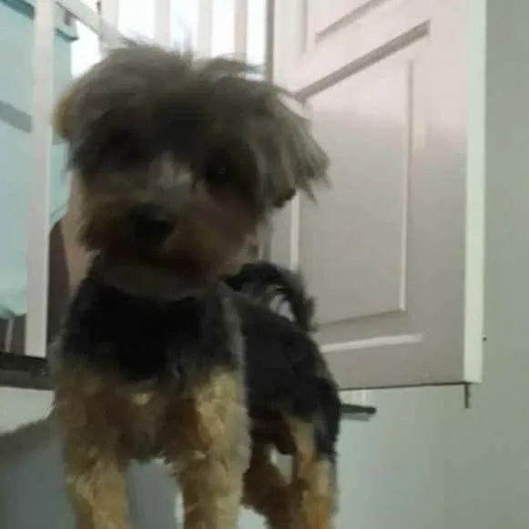 Cachorro raça Yorkshire idade 1 ano nome Raj