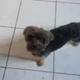 Raj