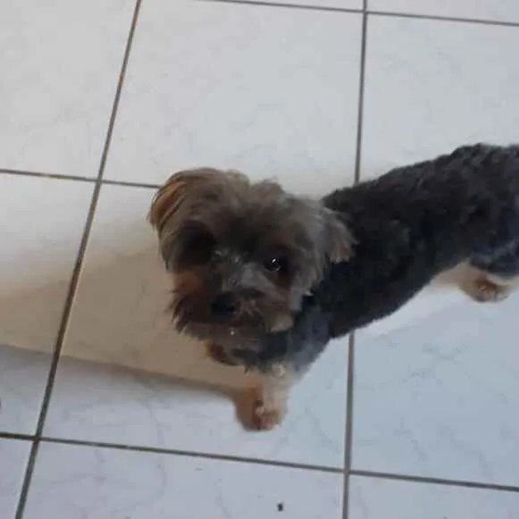 Cachorro raça Yorkshire idade 1 ano nome Raj