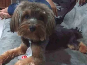 Cachorro raça Yorkshire idade 1 ano nome Raj
