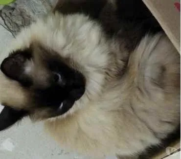 Gato raça Srd idade 3 anos nome Gatinha