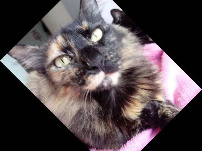 Gato raça Srd idade 3 anos nome Menina