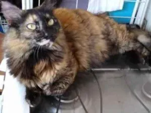 Gato raça Srd idade 3 anos nome Menina
