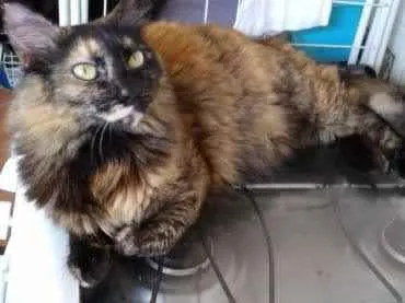 Gato raça Srd idade 3 anos nome Menina