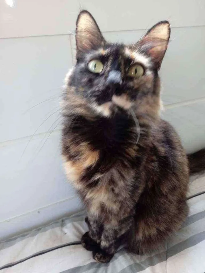 Gato raça Srd idade 3 anos nome Menina