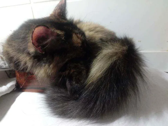 Gato raça Srd idade 3 anos nome Menina