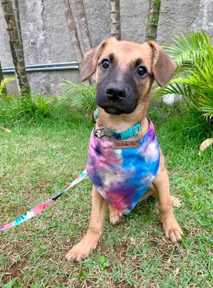 Cachorro ra a SRD-ViraLata idade 2 a 6 meses nome Jade