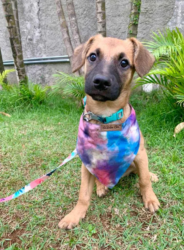 Cachorro ra a SRD-ViraLata idade 2 a 6 meses nome Jade