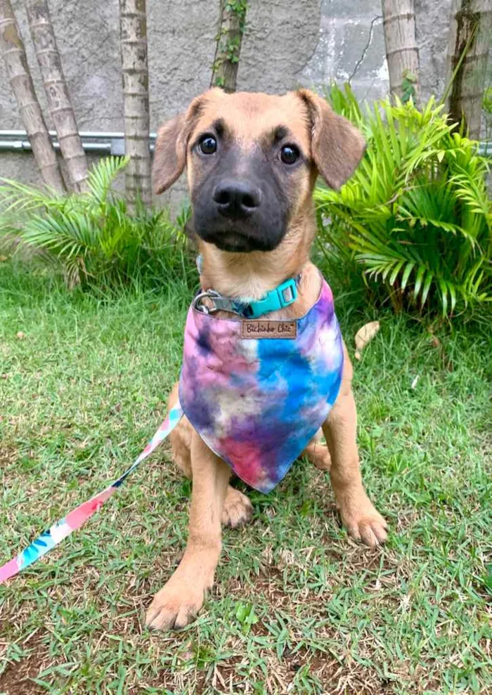 Cachorro ra a SRD-ViraLata idade 2 a 6 meses nome Jade