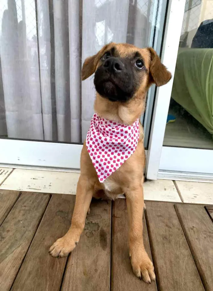 Cachorro ra a SRD-ViraLata idade 2 a 6 meses nome Jade