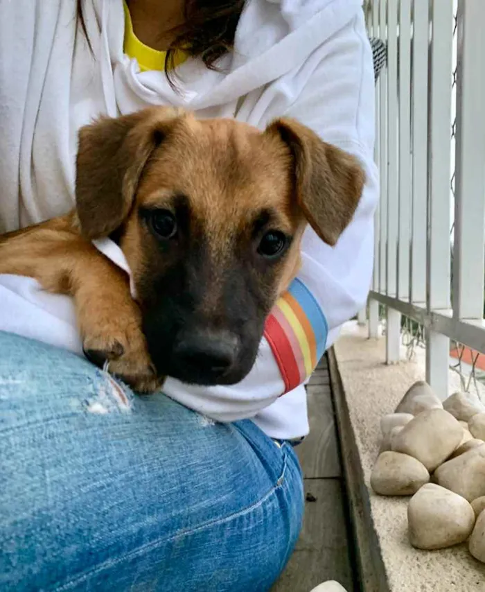 Cachorro ra a SRD-ViraLata idade 2 a 6 meses nome Jade