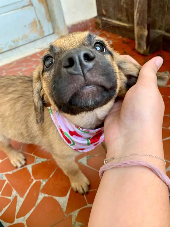 Cachorro ra a SRD-ViraLata idade 2 a 6 meses nome Jade