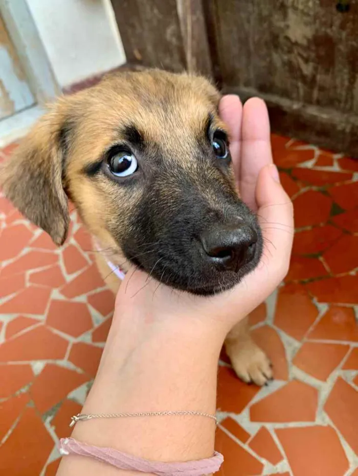 Cachorro ra a SRD-ViraLata idade 2 a 6 meses nome Jade