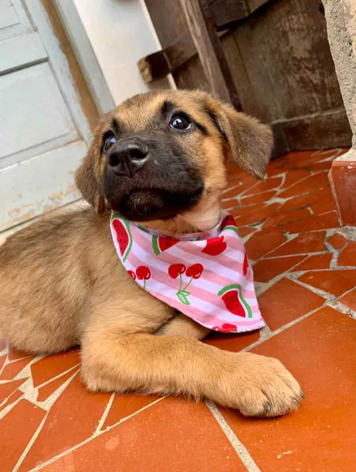 Cachorro ra a SRD-ViraLata idade 2 a 6 meses nome Jade