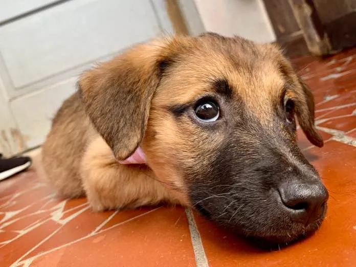 Cachorro ra a SRD-ViraLata idade 2 a 6 meses nome Jade