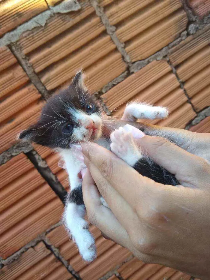 Gato ra a Gato  idade Abaixo de 2 meses nome Não tem nome 