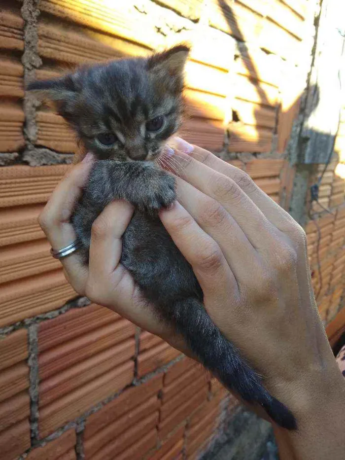 Gato ra a Gato  idade Abaixo de 2 meses nome Não tem nome 