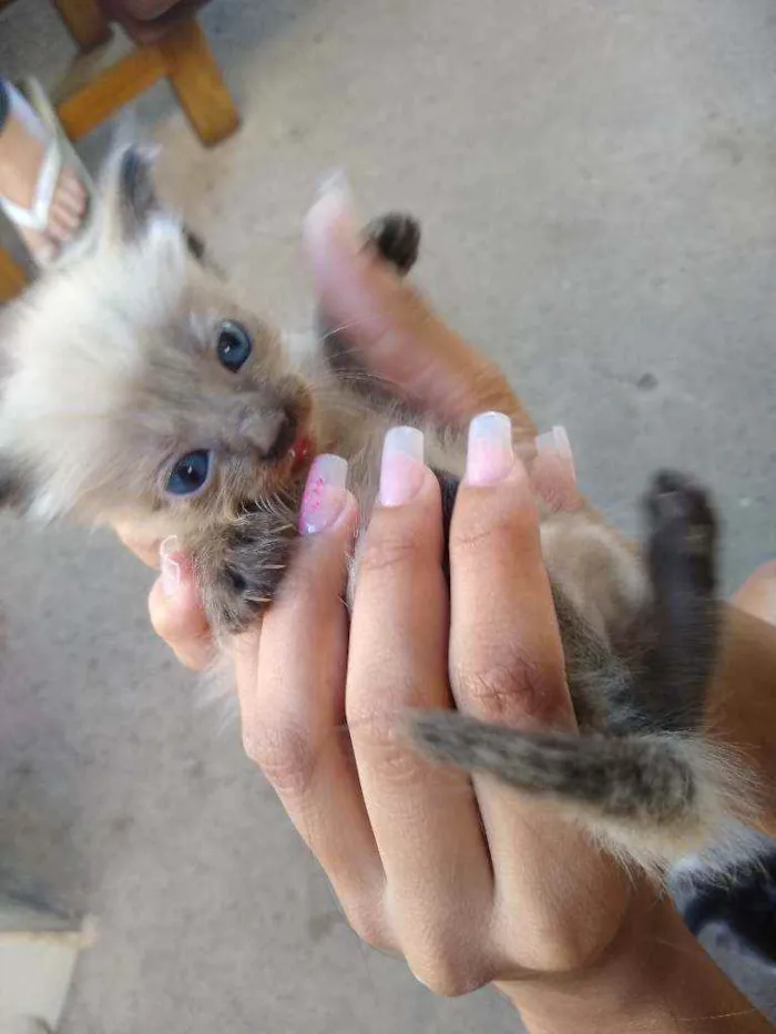 Gato ra a Gato  idade Abaixo de 2 meses nome Não tem nome 