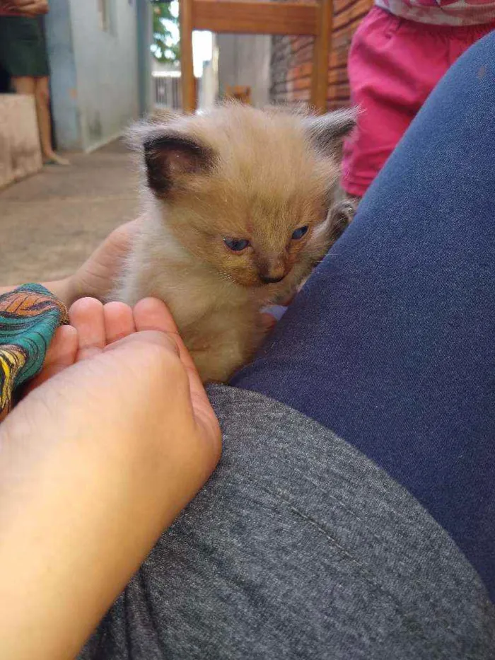 Gato ra a Gato  idade Abaixo de 2 meses nome Não tem nome 