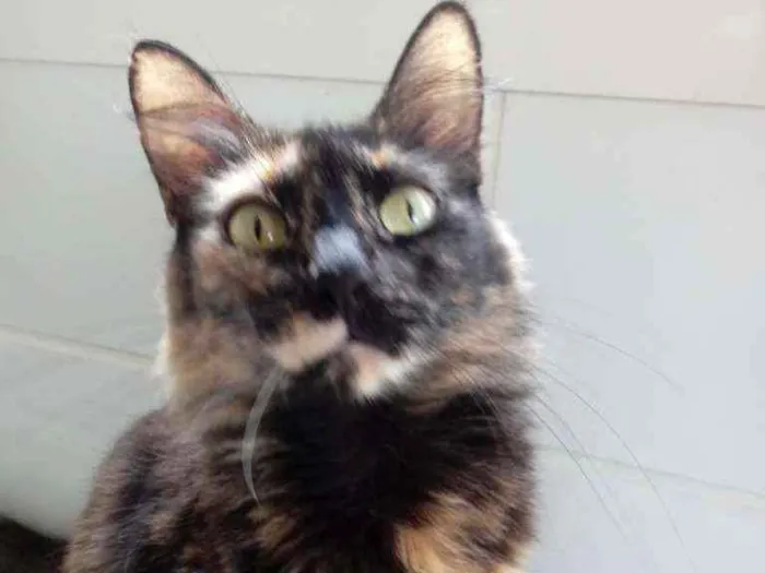 Gato raça Srd idade 3 anos nome Menina