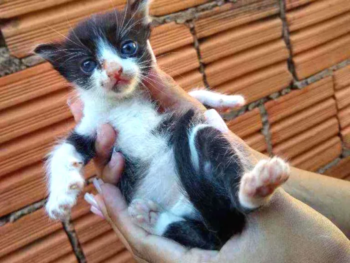 Gato ra a Gato  idade Abaixo de 2 meses nome Não tem nome 