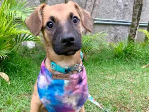 Cachorro raça SRD-ViraLata idade 2 a 6 meses nome Jade