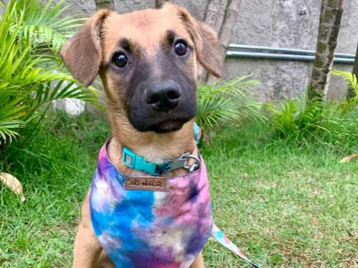 Cachorro ra a SRD-ViraLata idade 2 a 6 meses nome Jade