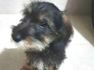 Cachorro raça Srd idade 2 a 6 meses nome Rexx
