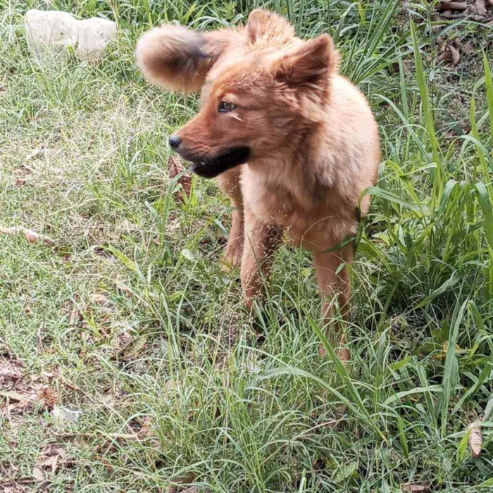 Cachorro ra a Chow chow idade 7 a 11 meses nome Fofo