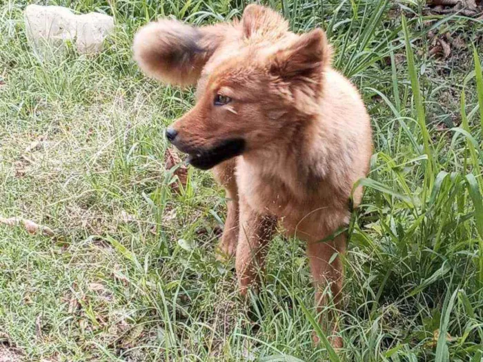 Cachorro ra a Chow chow idade 7 a 11 meses nome Fofo