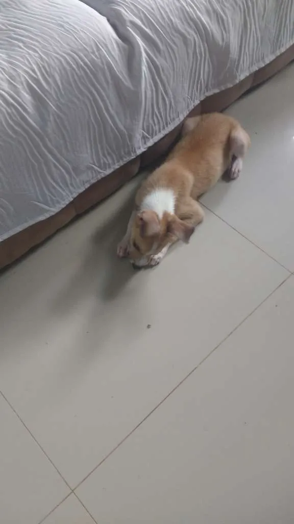 Cachorro ra a Não sei idade 2 a 6 meses nome Jake