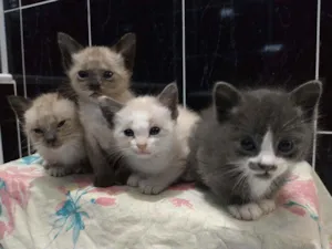 Gato raça Mestiços idade Abaixo de 2 meses nome Ainda não tem.