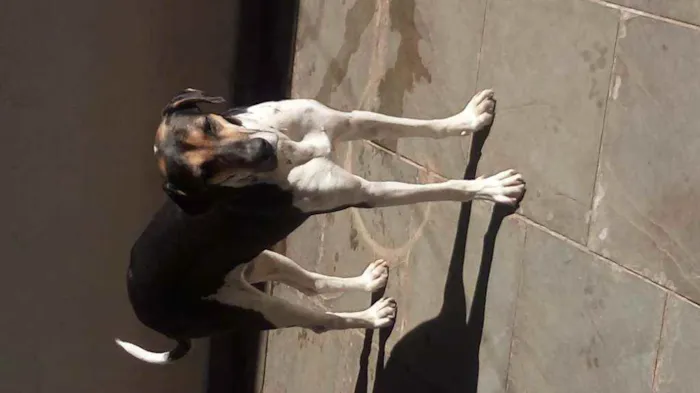 Cachorro raça Perdigueiro idade 1 ano nome Pandora