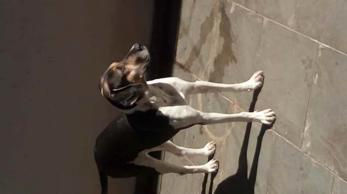 Cachorro raça Perdigueiro idade 1 ano nome Pandora