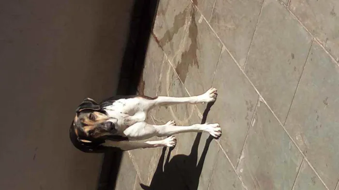 Cachorro raça Perdigueiro idade 1 ano nome Pandora
